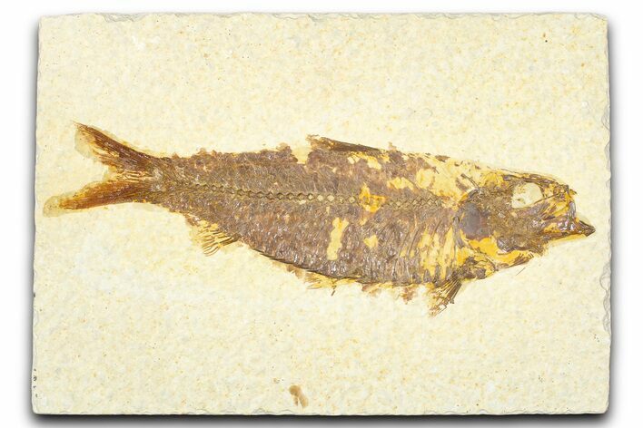 Detailed Fossil Fish (Knightia) - Wyoming #379529
